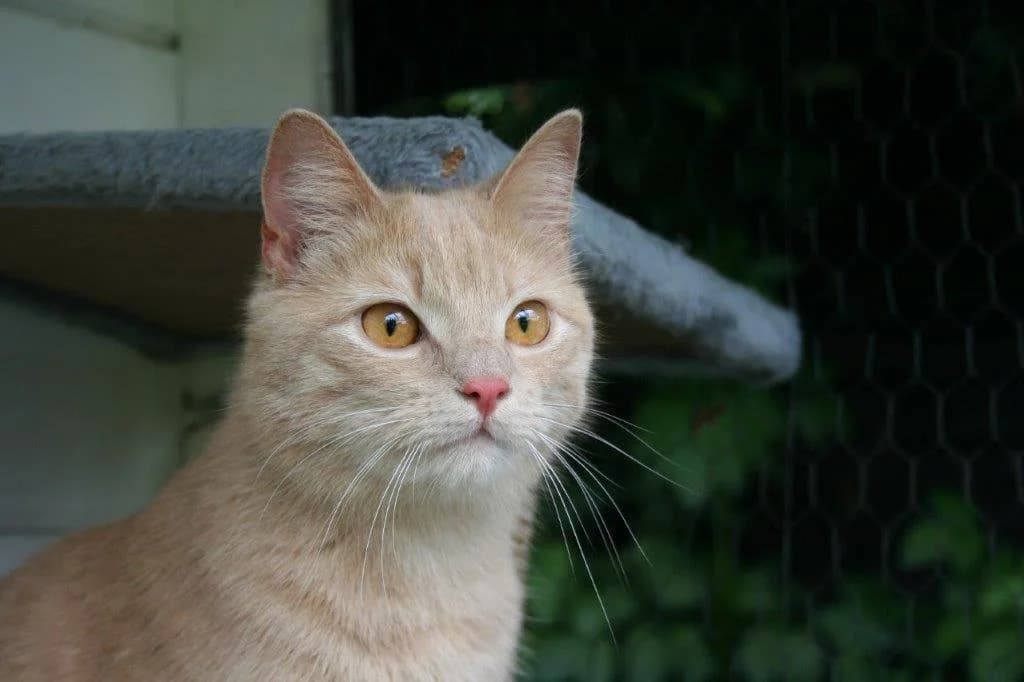 8212 V E R M I T T E L T 8212, male young Mixed Breed Cat for adoption at Katzen in Not Düren, Niederzier