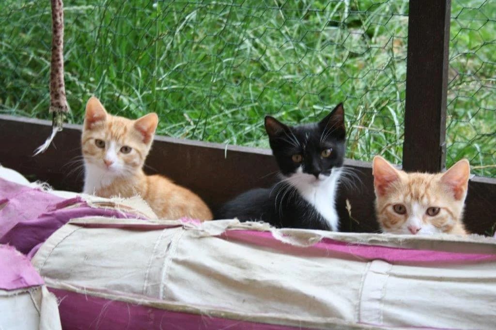 8212 V E R M I T T E L T 8212, female puppy Mixed Breed Cat for adoption at Katzen in Not Düren, Niederzier