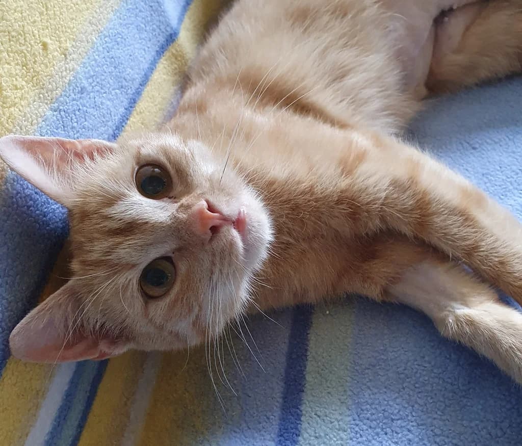 8212 V E R M I T T E L T 8212, Mixed Breed Cat for adoption at Katzen in Not Düren, Niederzier