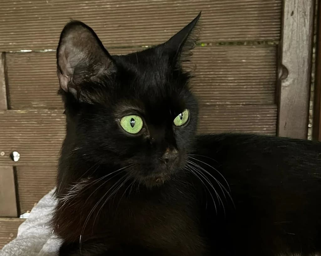 8212 V E R M I T T E L T 8212, female Mixed Breed Cat for adoption at Katzen in Not Düren, Niederzier