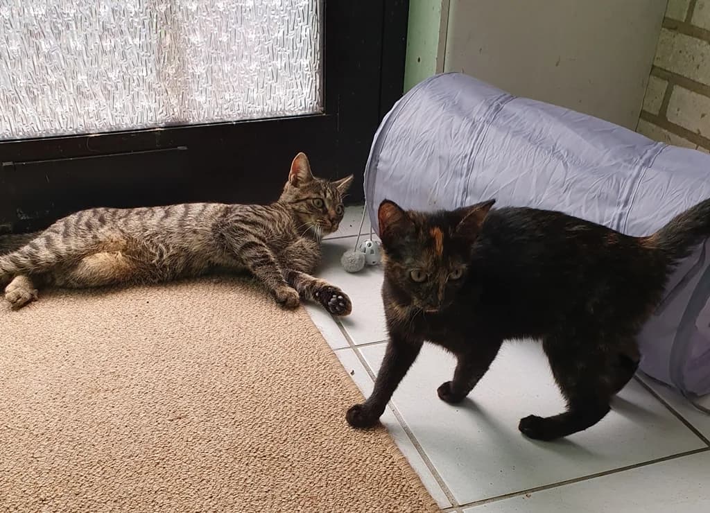 8212 V E R M I T T E L T 8212, Mixed Breed Cat for adoption at Katzen in Not Düren, Niederzier