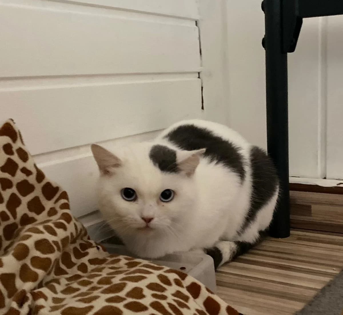 Mickey – nur mit Leo, male Mixed Breed for adoption at Katzenrettung Gangelt e.V., Gangelt