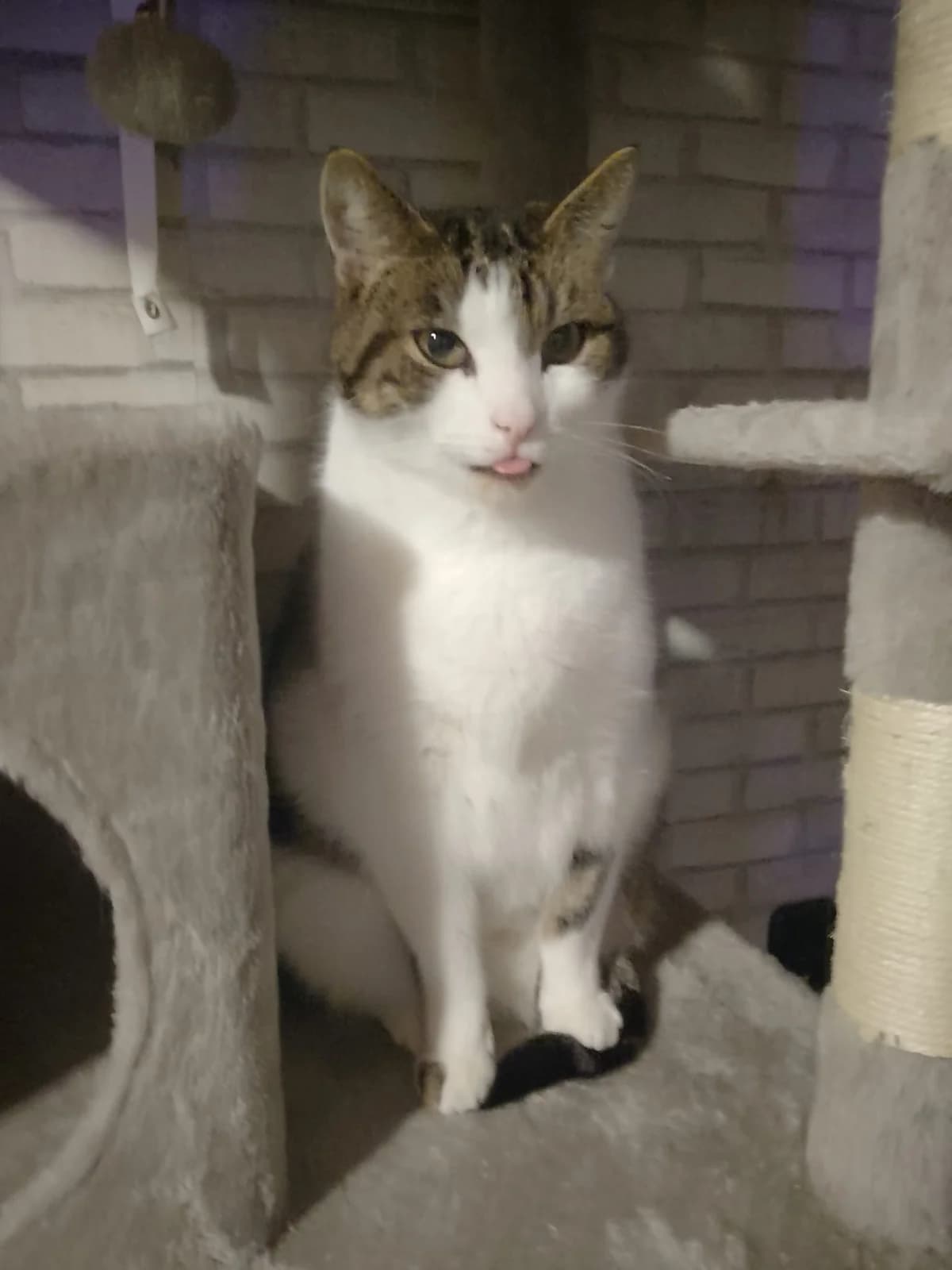 James, male senior Mixed Breed for adoption at Katzenrettung Gangelt e.V., Gangelt