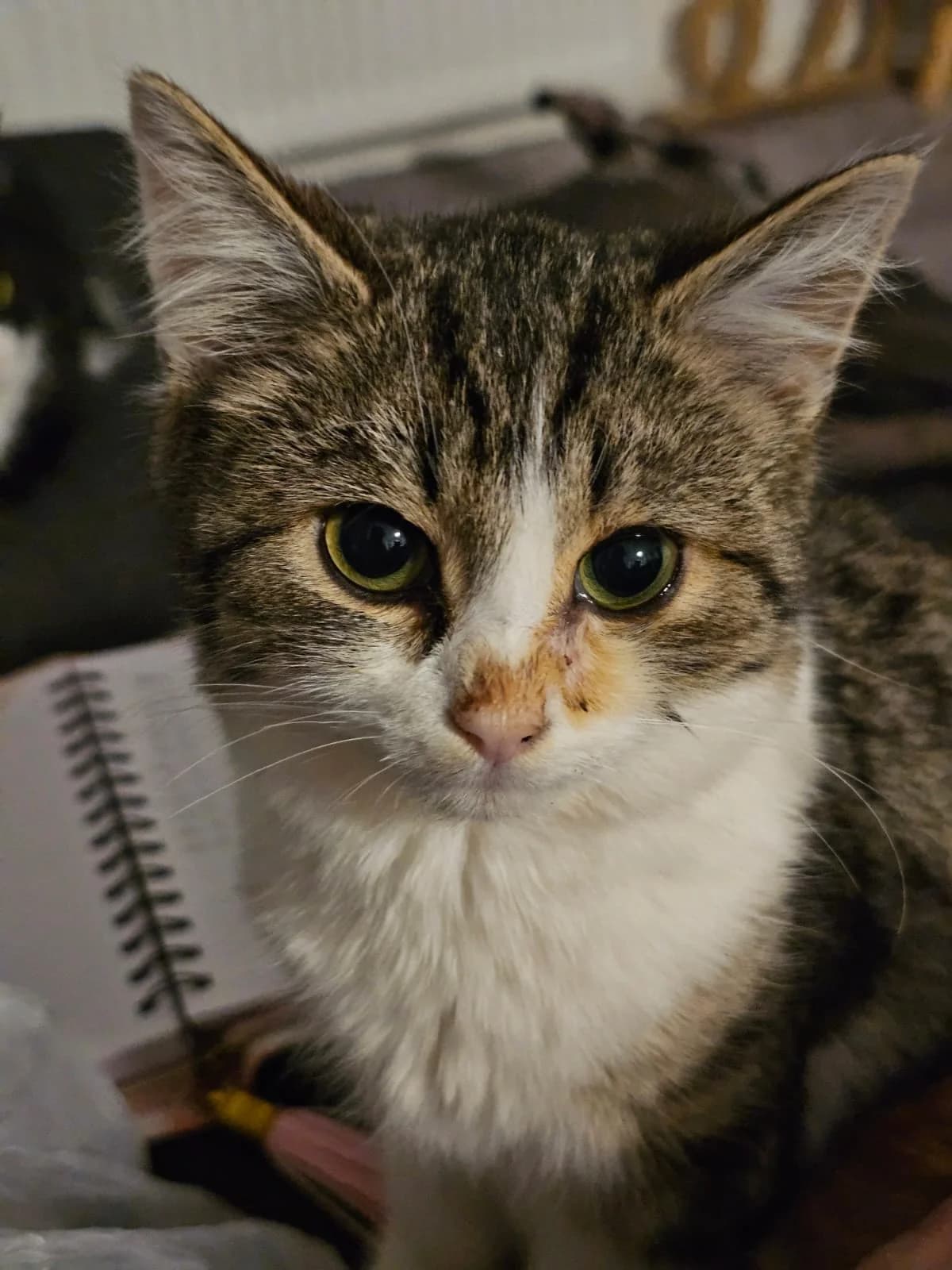 Fiete, male Mixed Breed for adoption at Katzenrettung Gangelt e.V., Gangelt