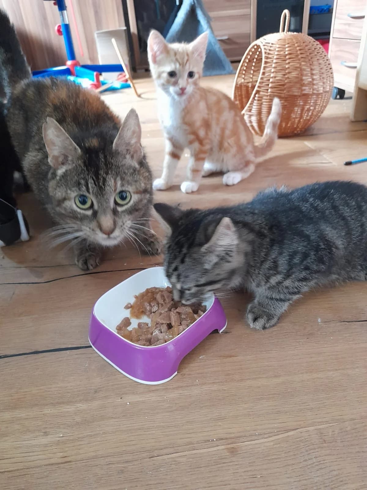 Aurora, Mogli, Mickey, Scar, male Mixed Breed for adoption at Katzenrettung Gangelt e.V., Gangelt