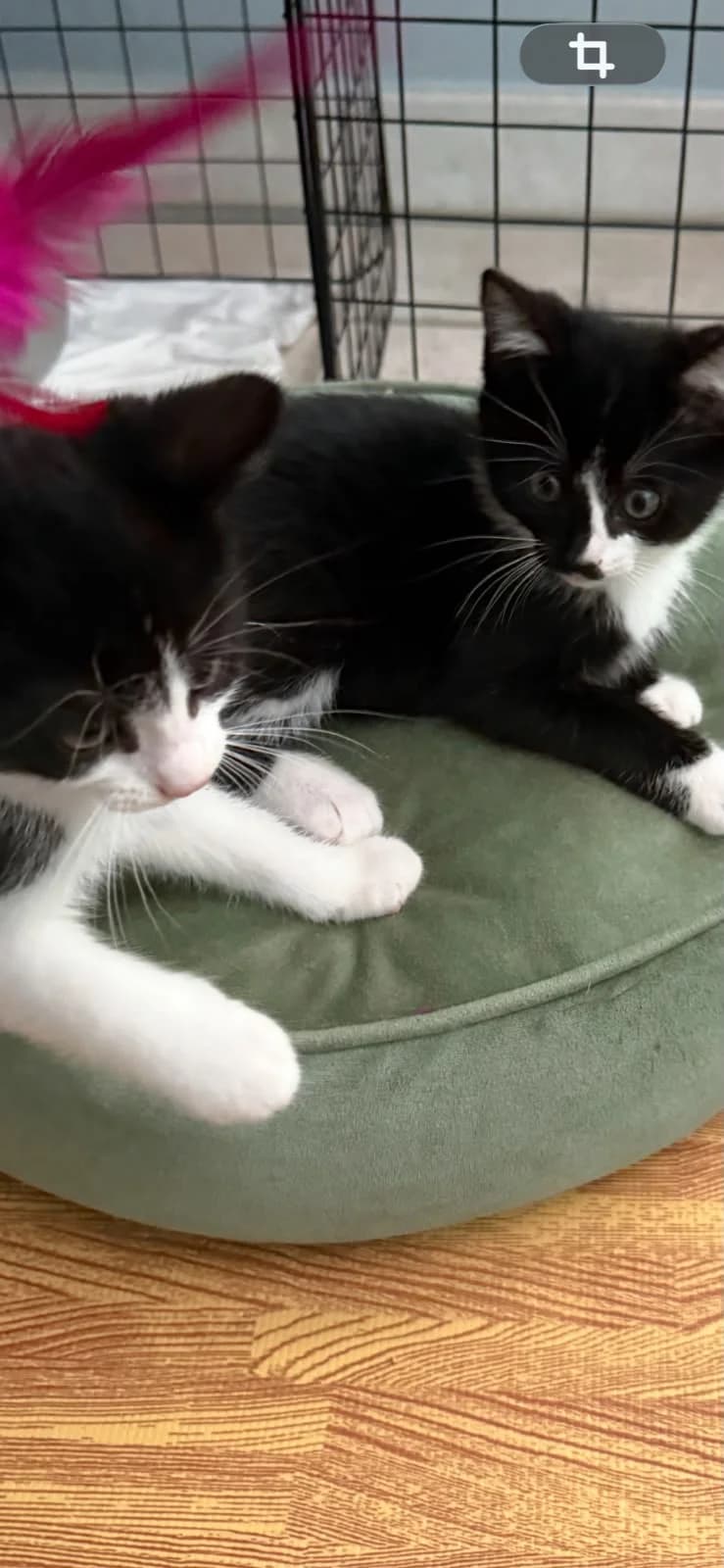 Mochi&, male Mixed Breed for adoption at Katzenrettung Gangelt e.V., Gangelt