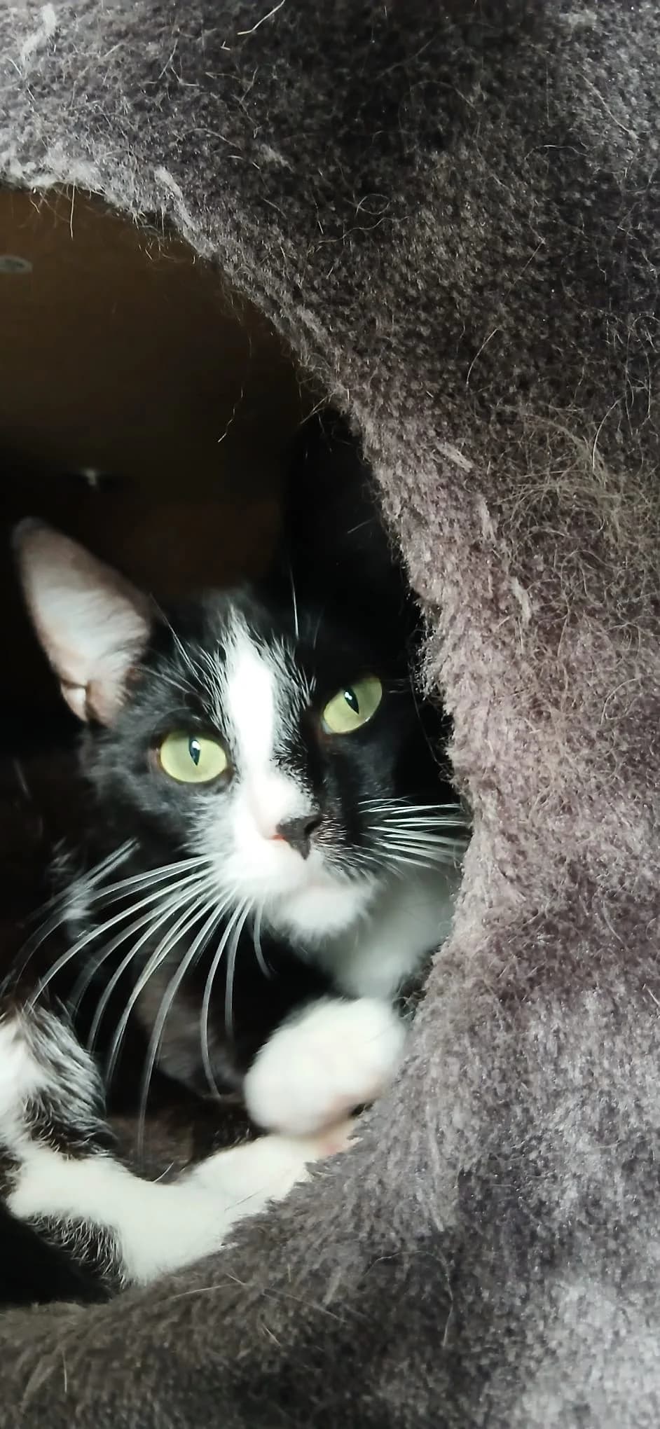 Deenah –, Mixed Breed for adoption at Katzenrettung Gangelt e.V., Gangelt