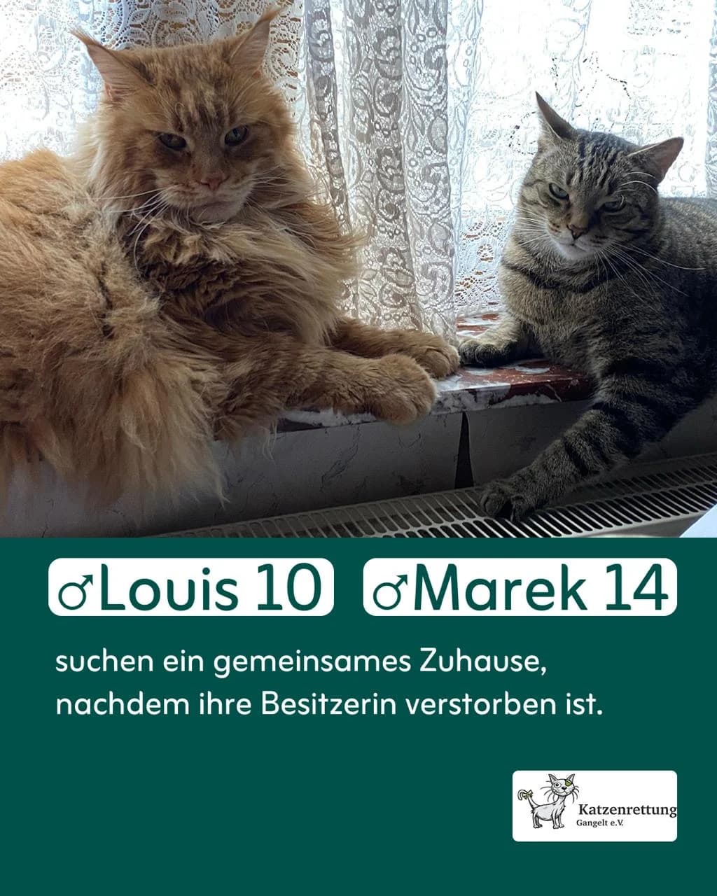 Louis &, male senior Mixed Breed for adoption at Katzenrettung Gangelt e.V., Gangelt