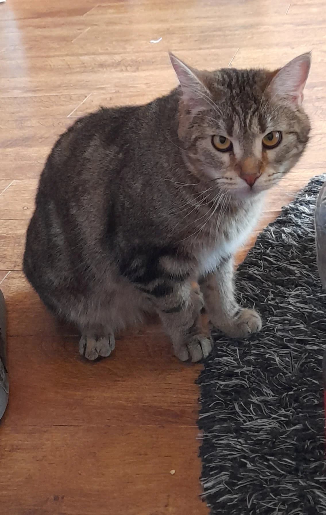 Merlin –, male Mixed Breed for adoption at Katzenrettung Gangelt e.V., Gangelt