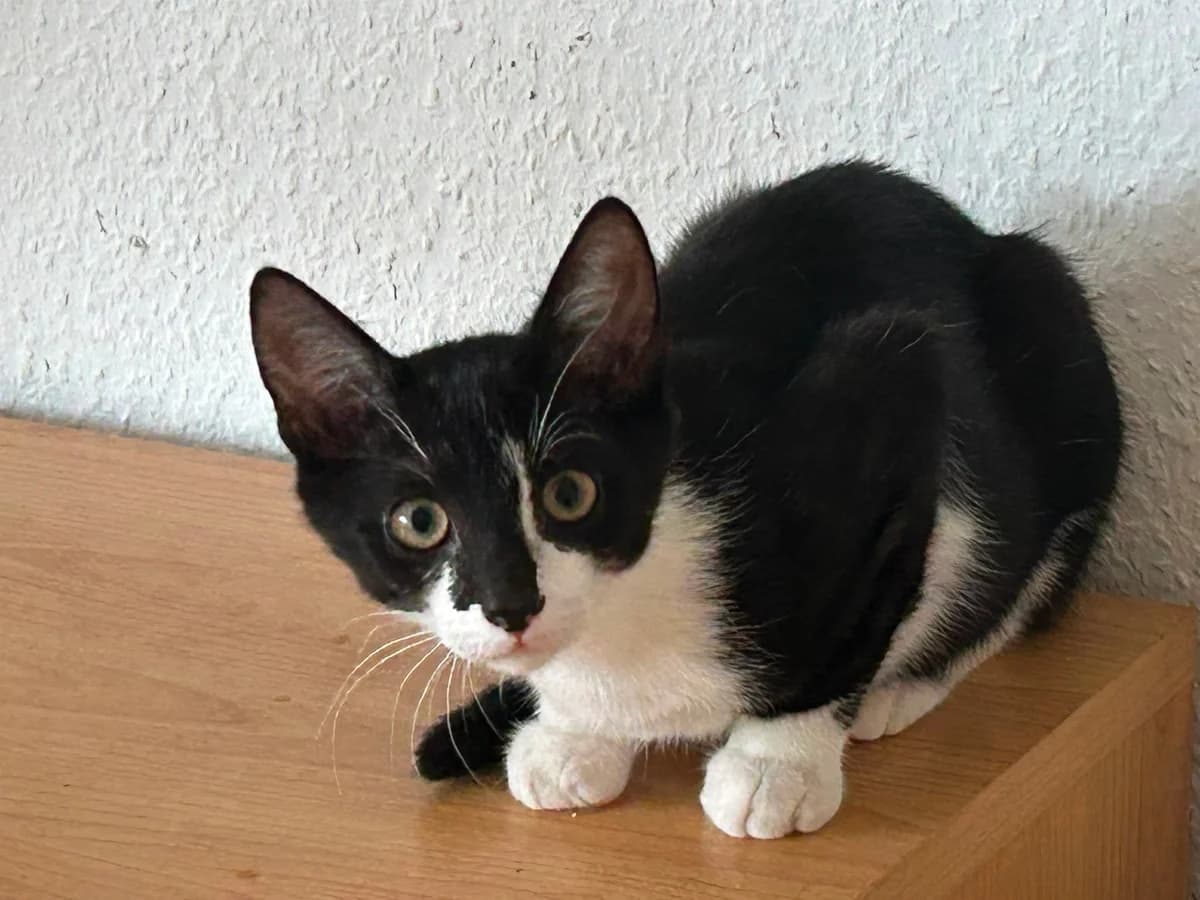 Expecto Patronum –, male puppy Mixed Breed for adoption at Katzenrettung Gangelt e.V., Gangelt