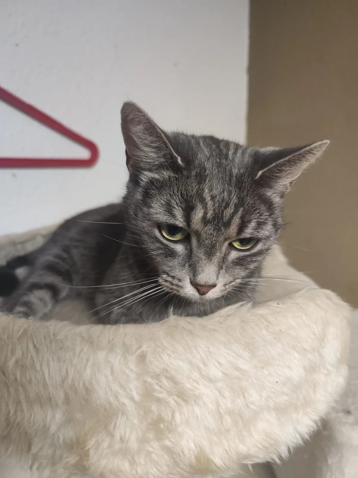 Inya, 5yo Mixed Breed for adoption at Katzenrettung Gangelt e.V., Gangelt