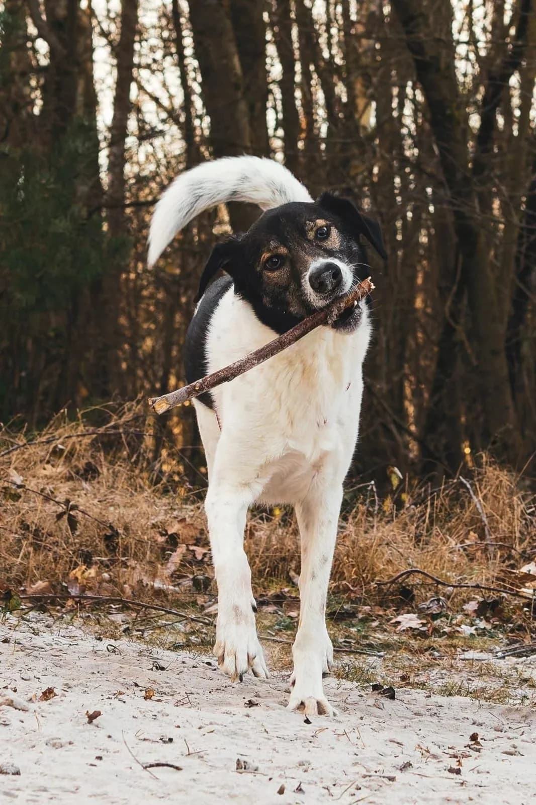 Milow –, male 7yo Mixed Breed for adoption at Katzenrettung Gangelt e.V., Gangelt