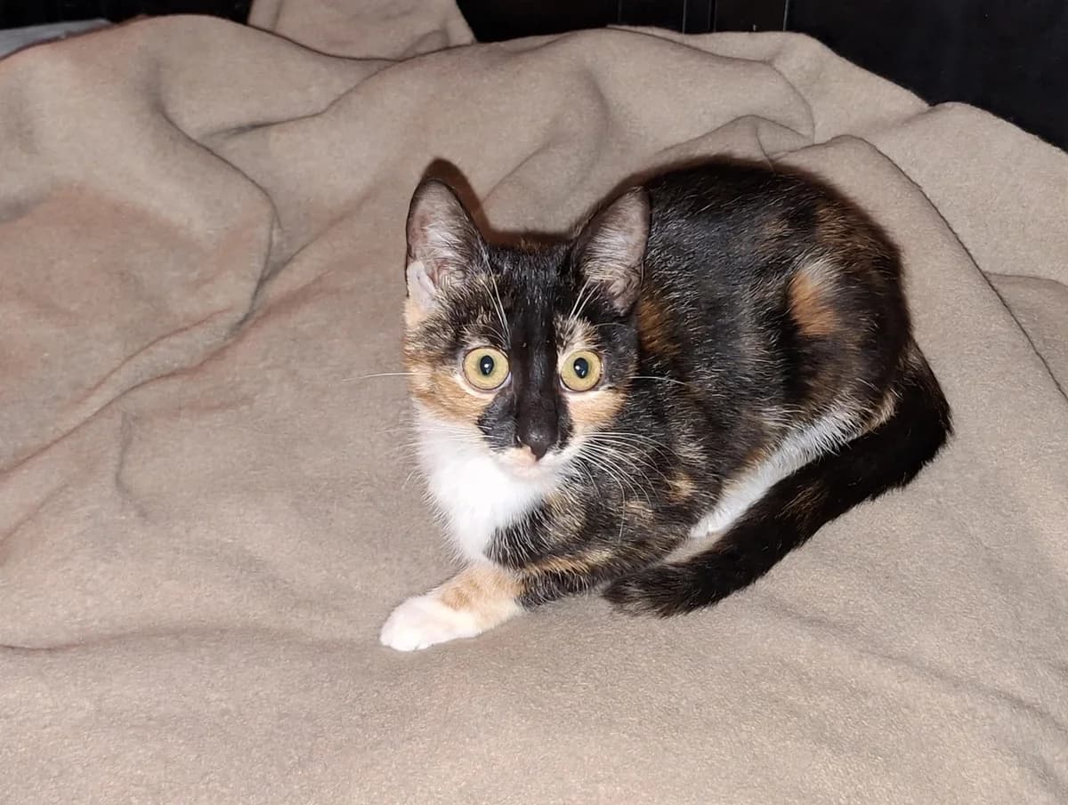 Babsy, female Mixed Breed for adoption at Katzenrettung Gangelt e.V., Gangelt