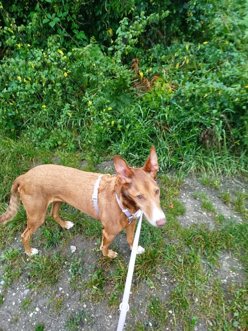 Ella –, female 5yo Mixed Breed for adoption at Katzenrettung Gangelt e.V., Gangelt