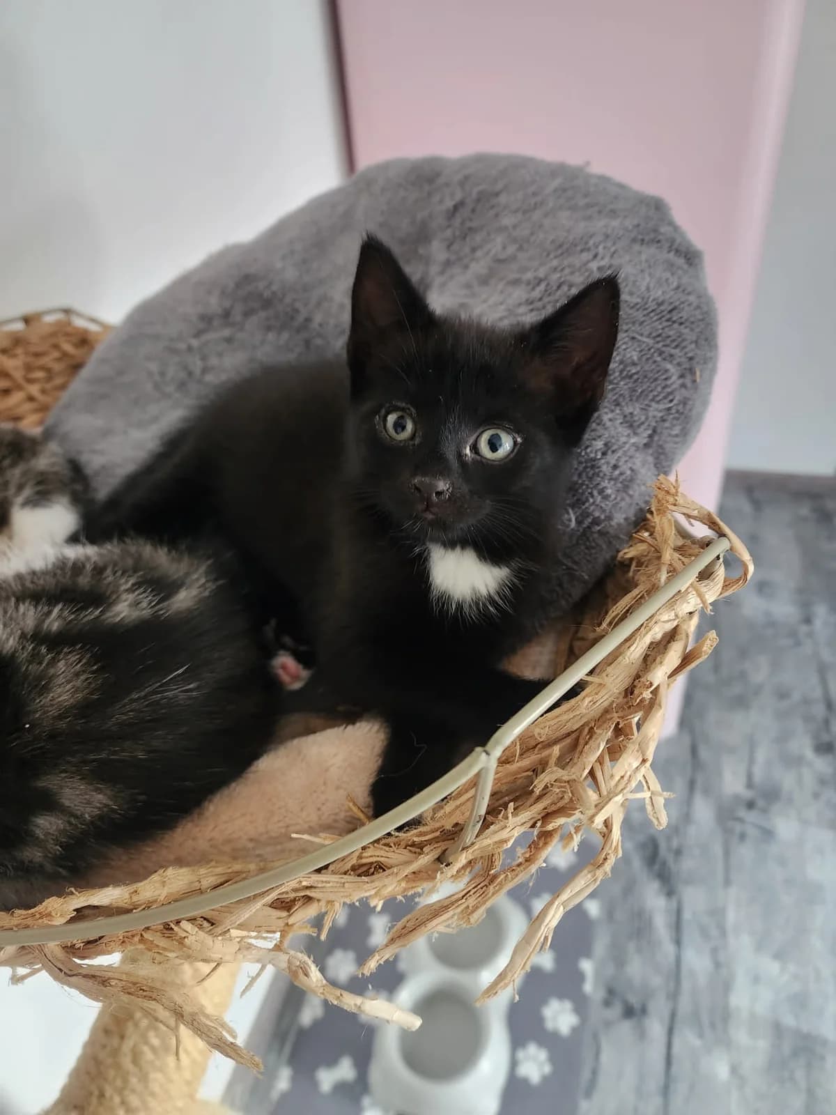 Urmel –, male puppy Mixed Breed for adoption at Katzenrettung Gangelt e.V., Gangelt