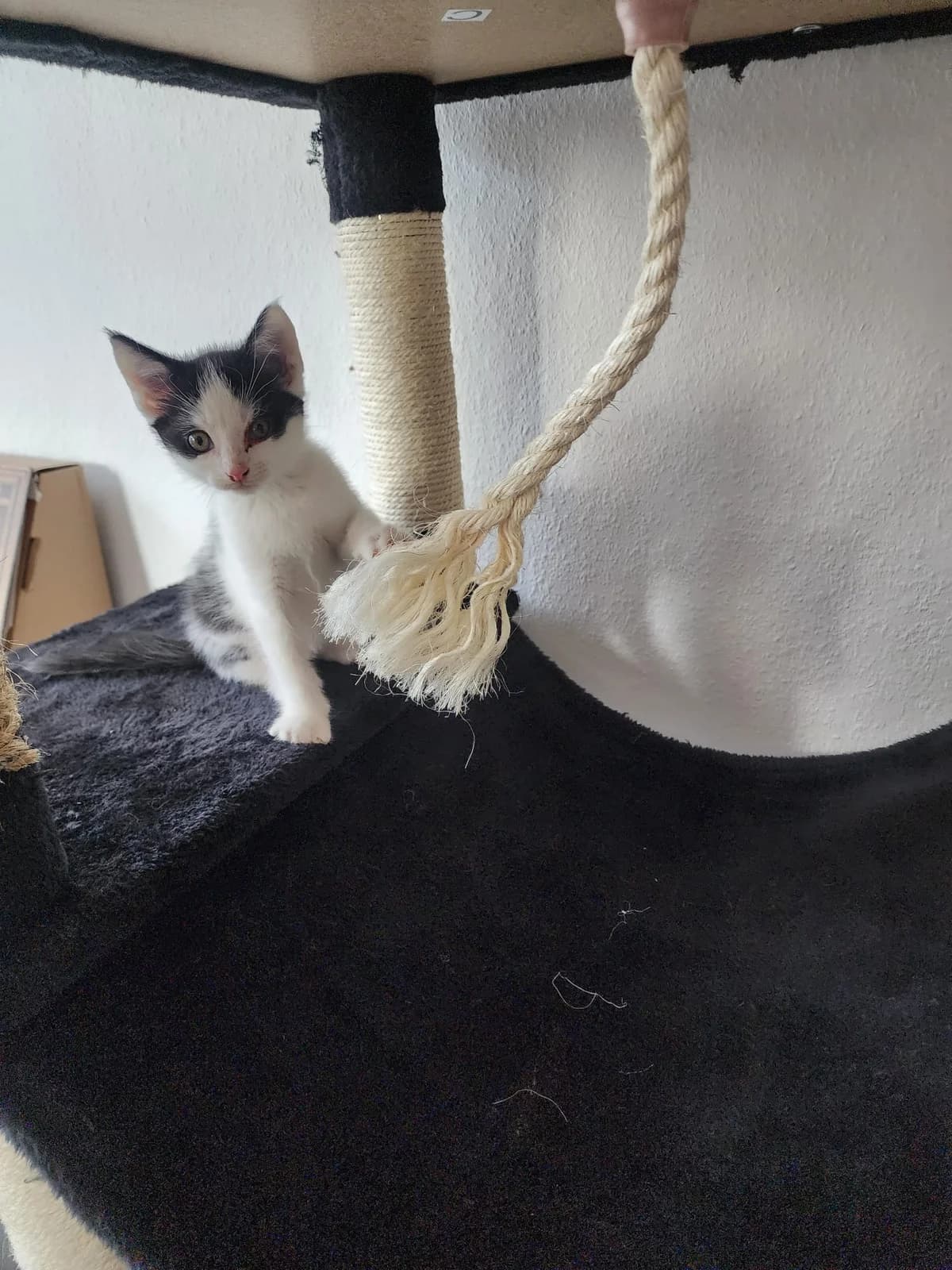 Sams –, male puppy Mixed Breed for adoption at Katzenrettung Gangelt e.V., Gangelt