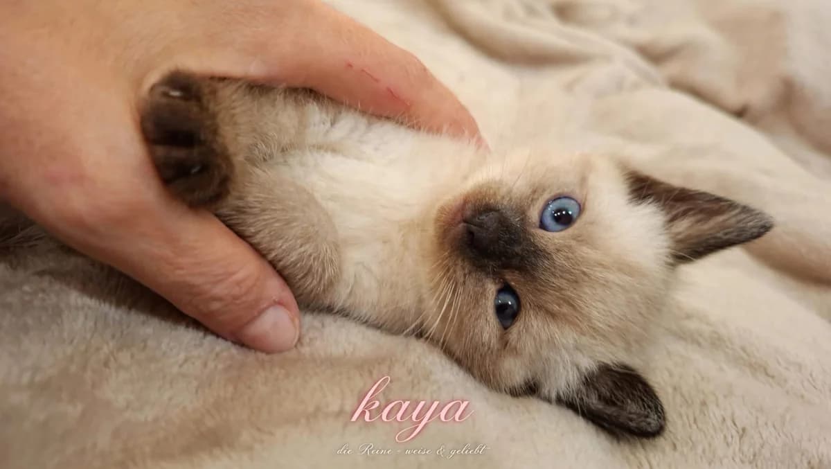 Kaya, puppy Mixed Breed for adoption at Katzenrettung Gangelt e.V., Gangelt