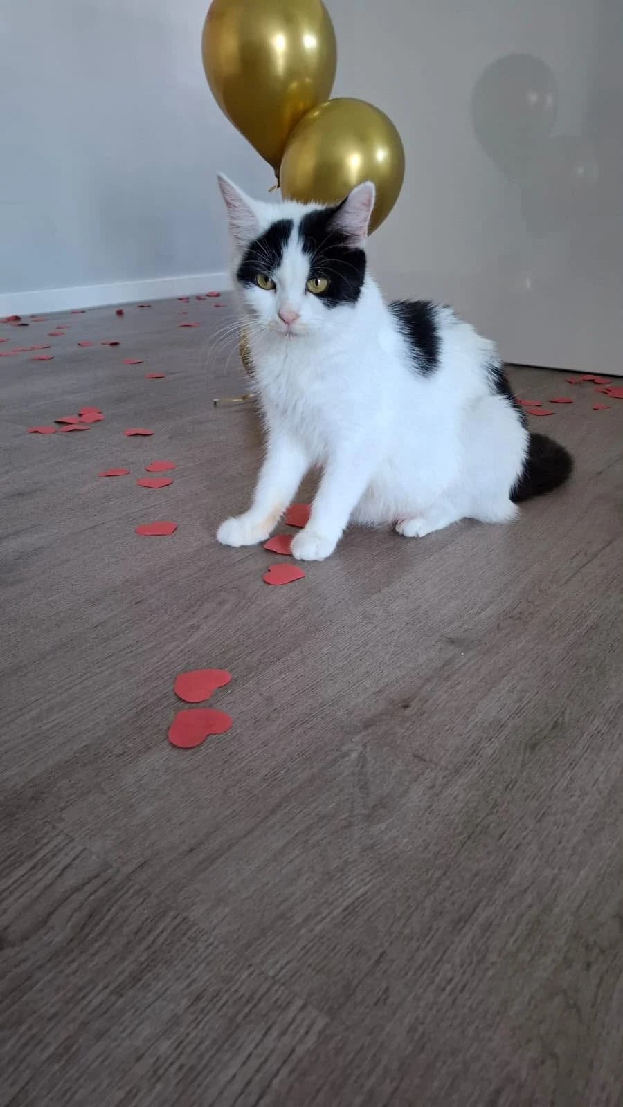Flo, 6yo Mixed Breed for adoption at Katzenrettung Gangelt e.V., Gangelt