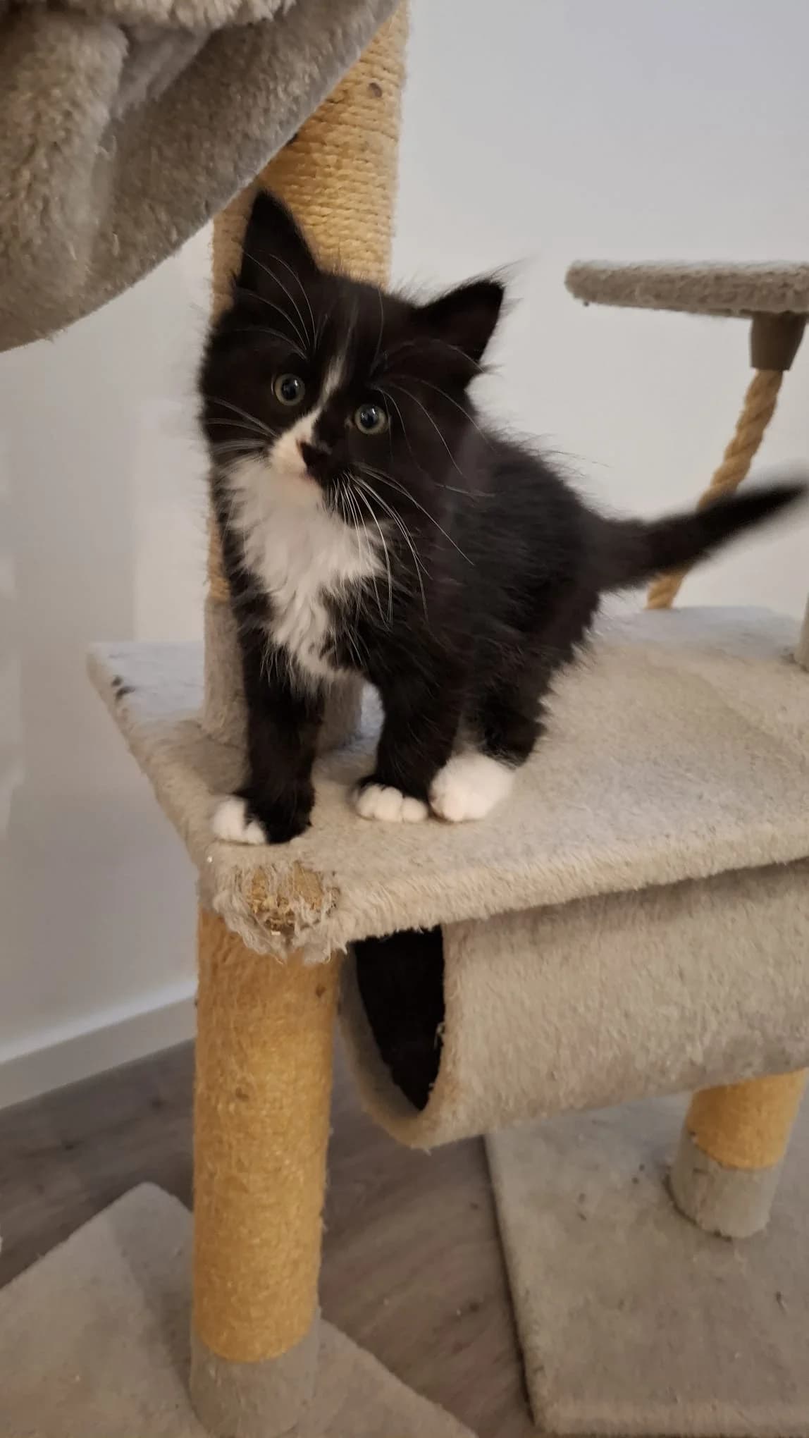 Oreo, male puppy Mixed Breed for adoption at Katzenrettung Gangelt e.V., Gangelt