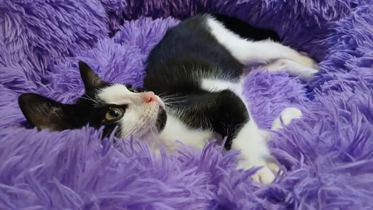 Eva, Mixed Breed for adoption at Katzenrettung Gangelt e.V., Gangelt