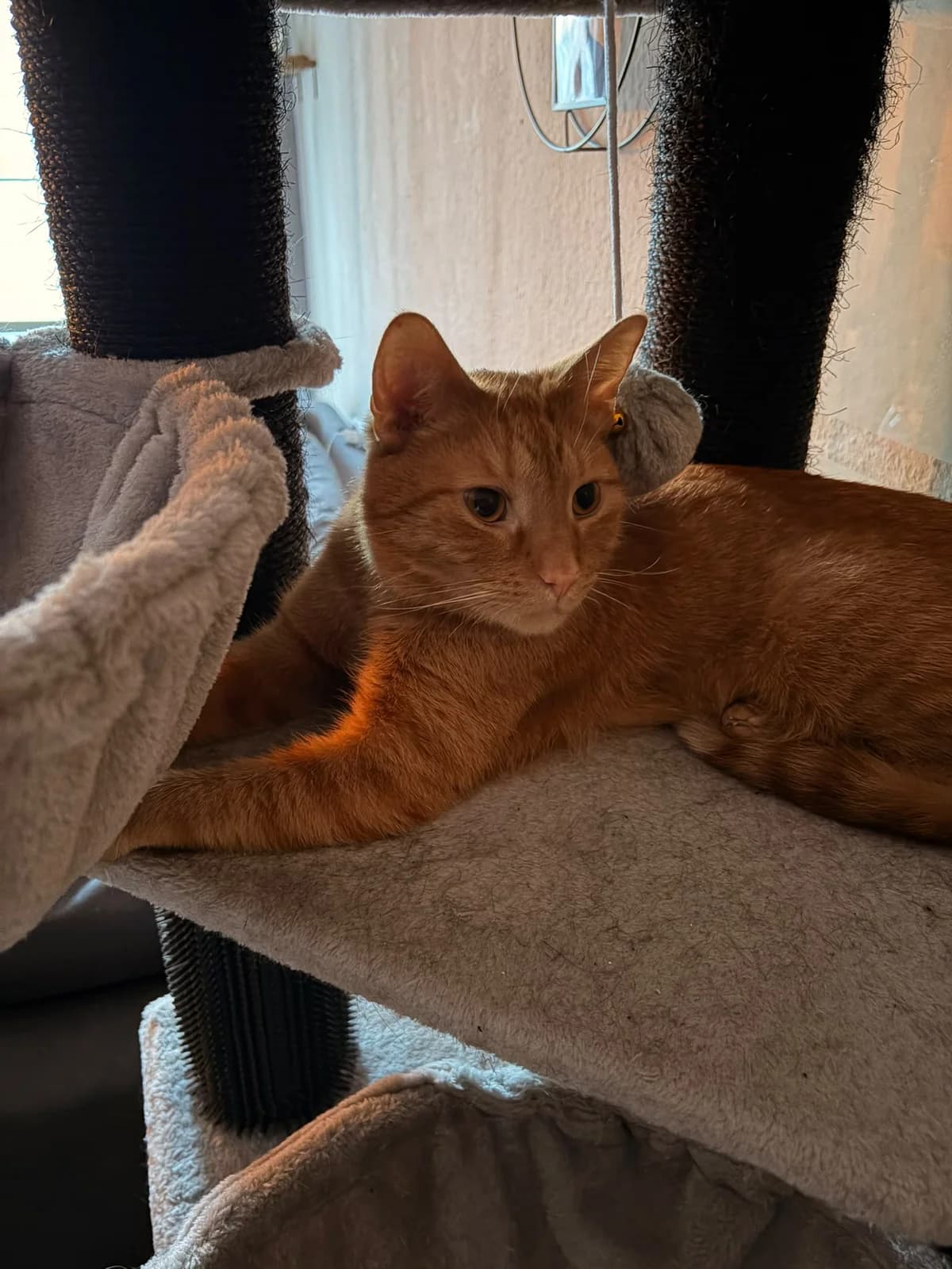 Jamie, male 4yo Mixed Breed for adoption at Katzenrettung Gangelt e.V., Gangelt