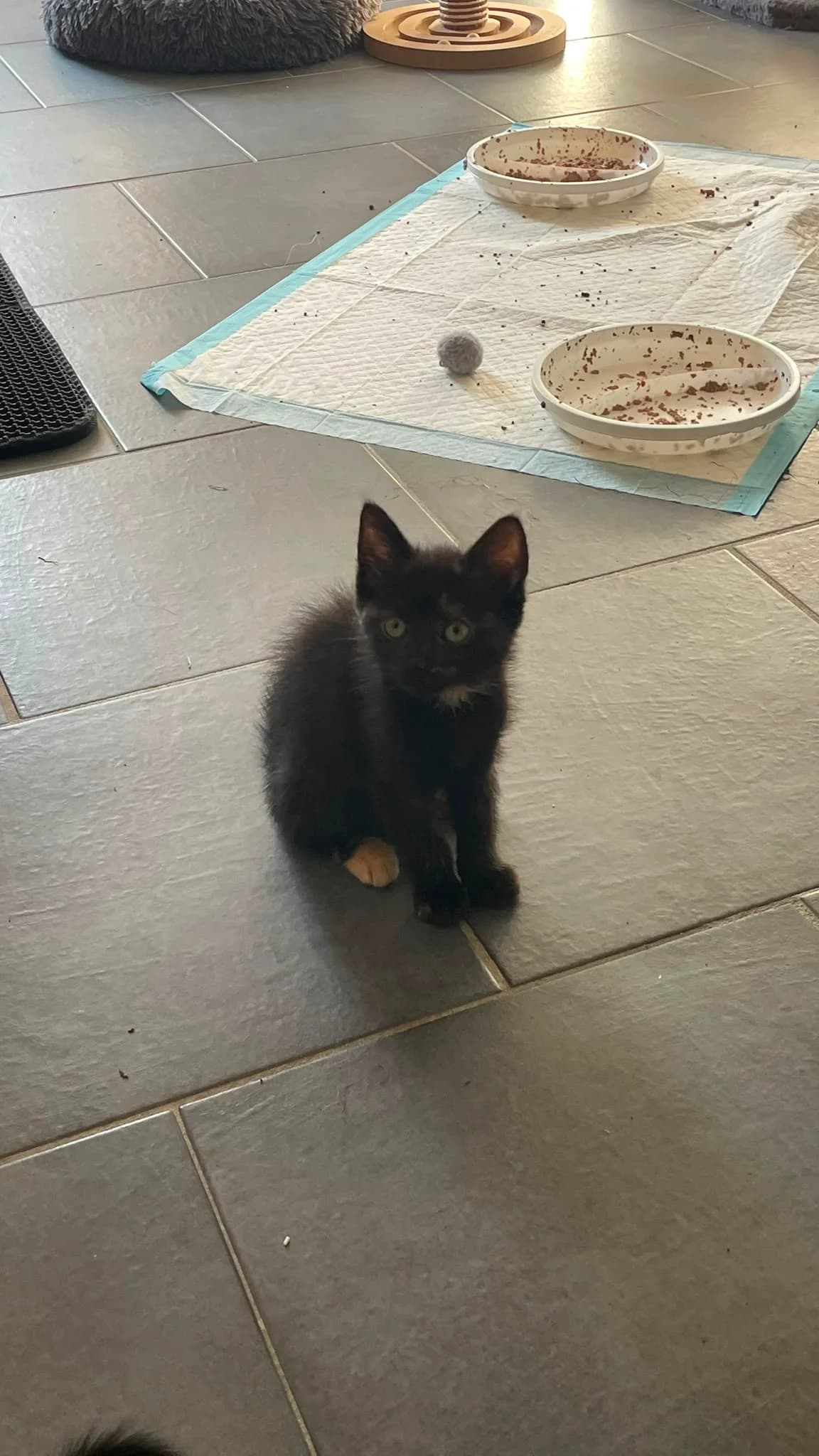 Filli – Fantastic Five, puppy Mixed Breed for adoption at Katzenrettung Gangelt e.V., Gangelt