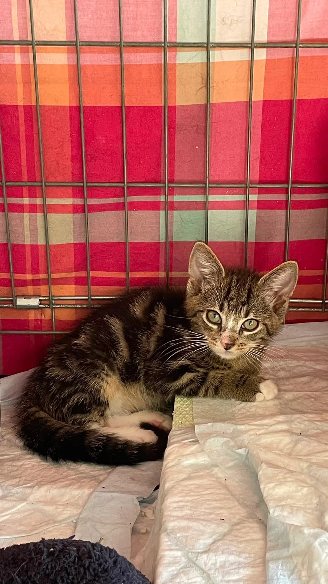 Timi – Fantastic Five, male puppy Mixed Breed for adoption at Katzenrettung Gangelt e.V., Gangelt