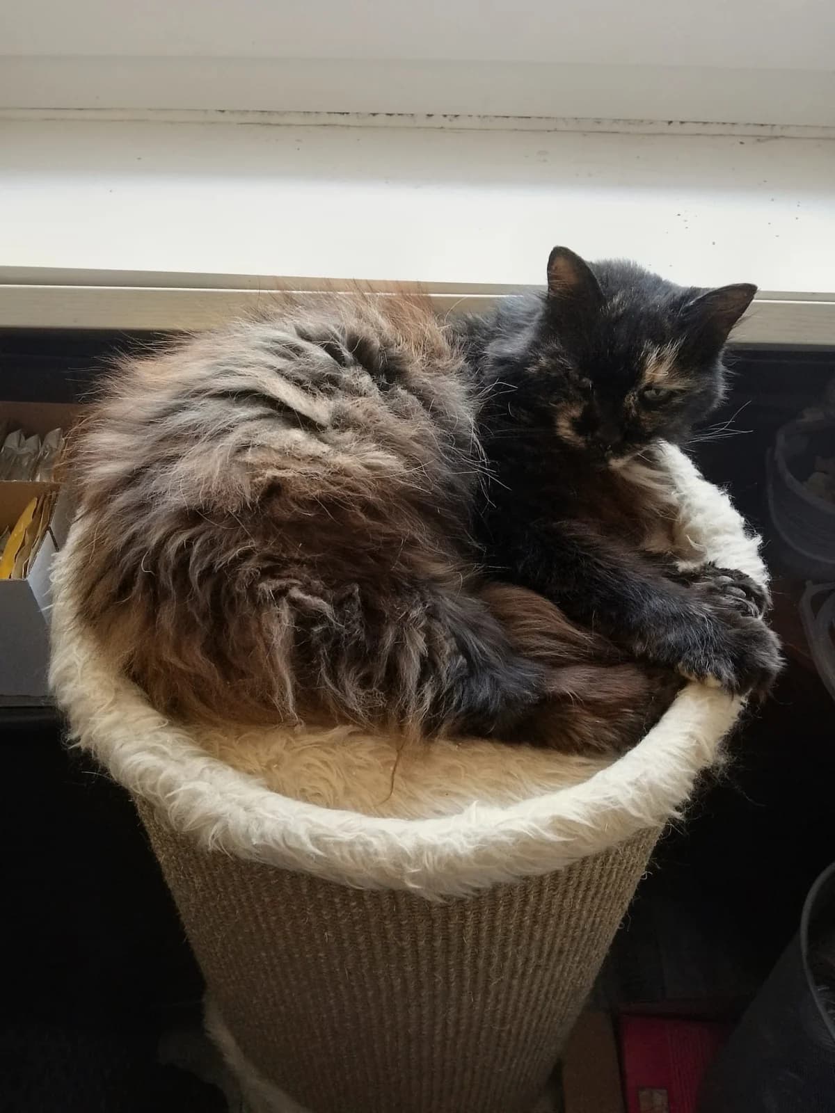 Peppa, senior Mixed Breed for adoption at Katzenrettung Gangelt e.V., Gangelt