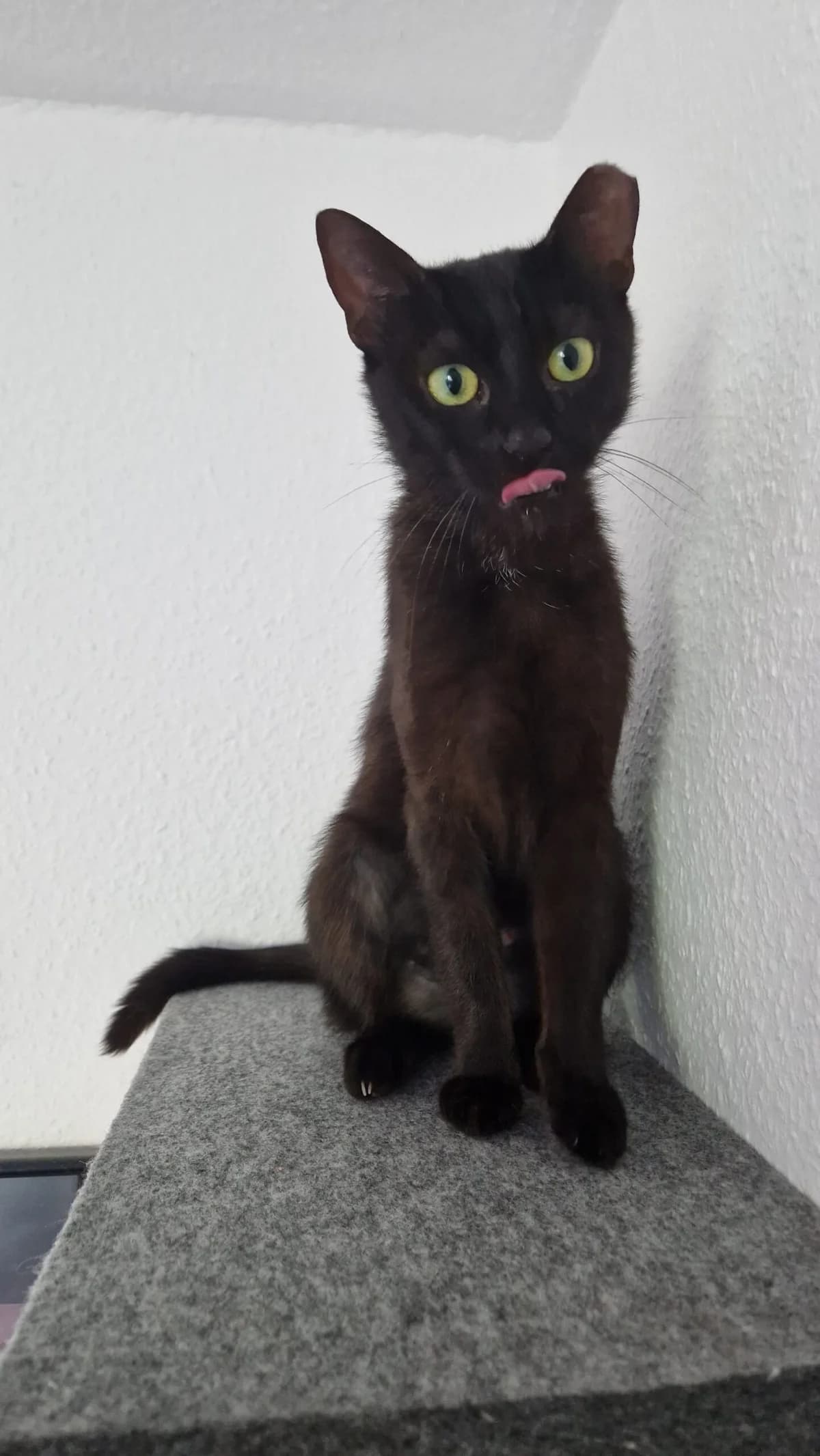 Verspielter Wirbelwind sucht neuen Wirkungskreis, female young Mixed Breed for adoption at Dortmunder Katzenschutz e.V., Dortmund