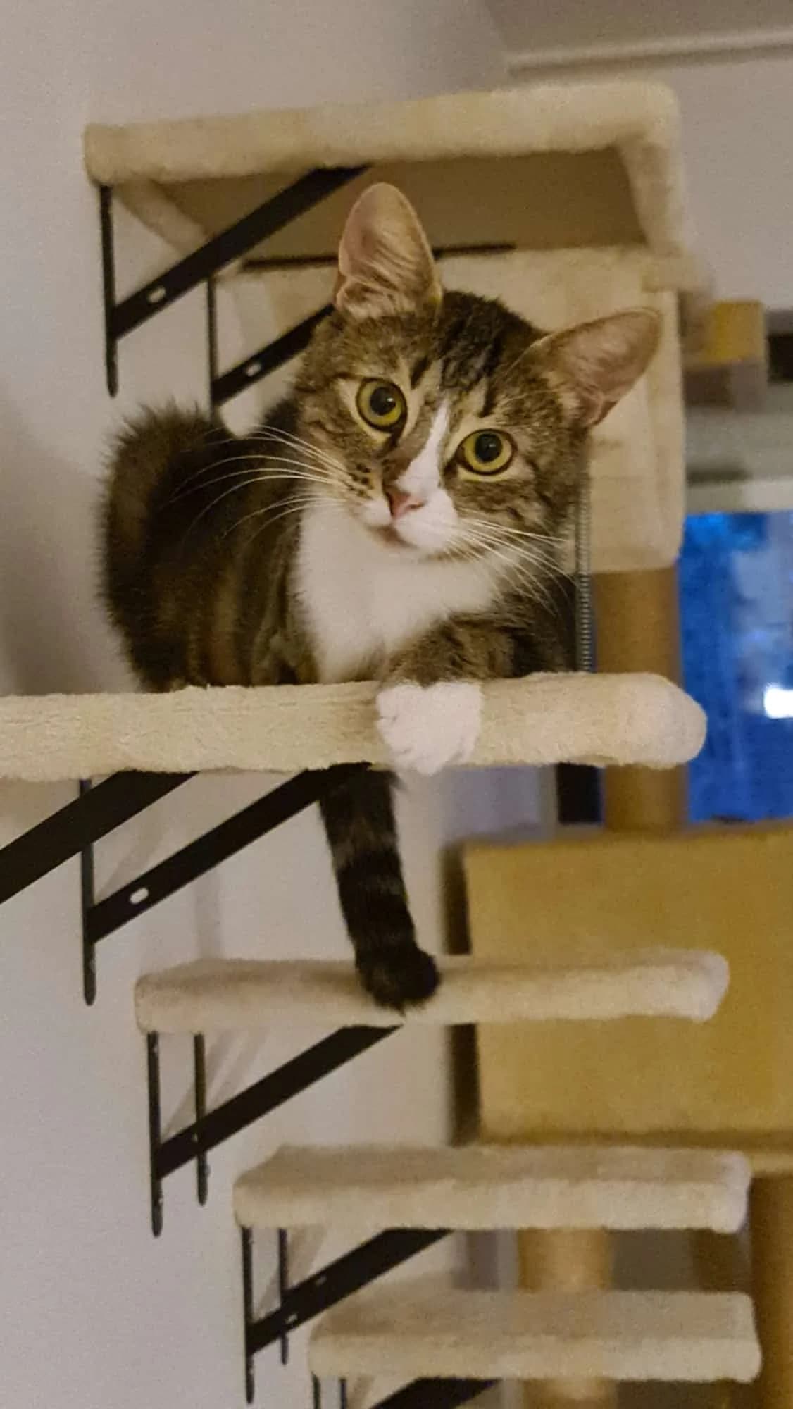 Luna braucht Verständnis, female 5yo Mixed Breed for adoption at Dortmunder Katzenschutz e.V., Dortmund