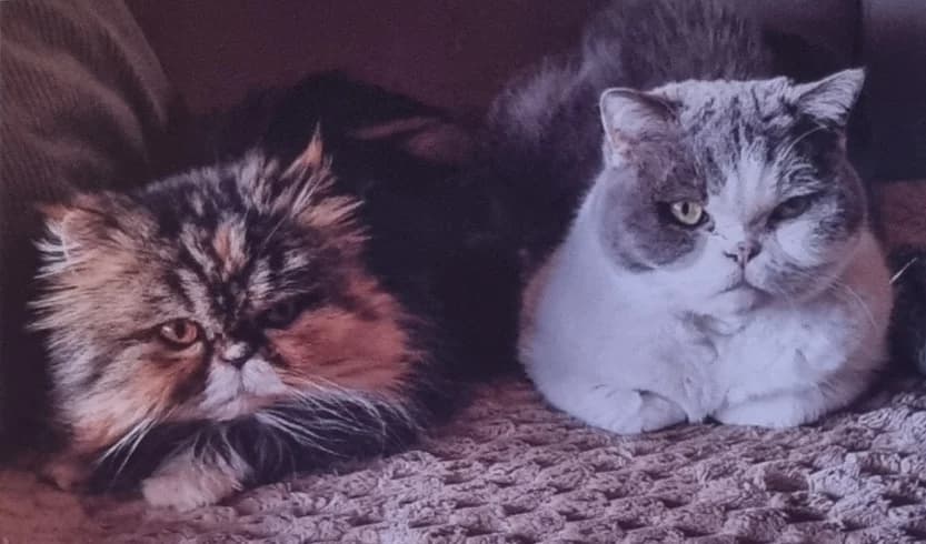 Privatvermittlung, female senior Mixed Breed for adoption at Dortmunder Katzenschutz e.V., Dortmund
