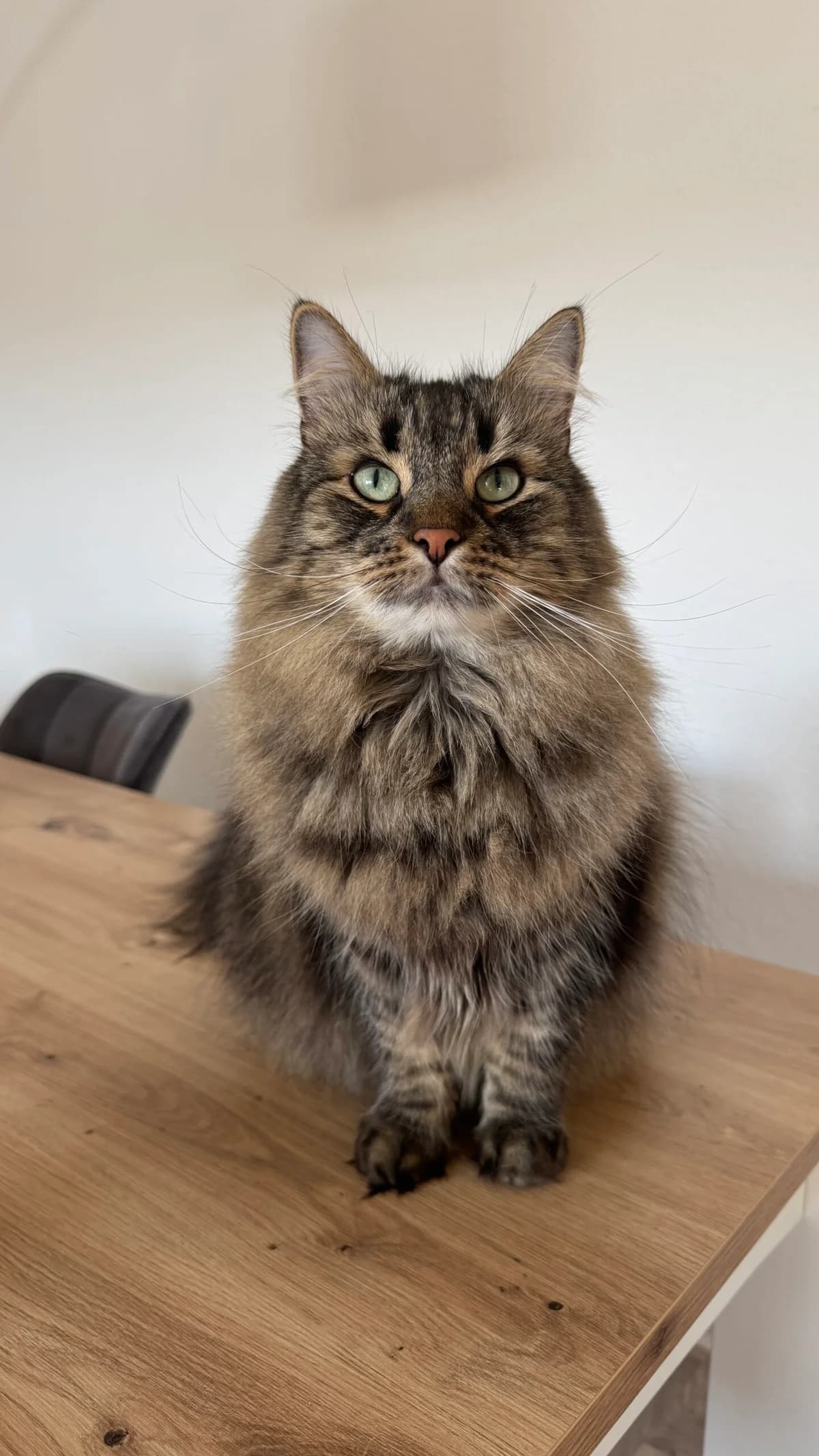 Privatvermittlung, male 5yo Mixed Breed for adoption at Dortmunder Katzenschutz e.V., Dortmund