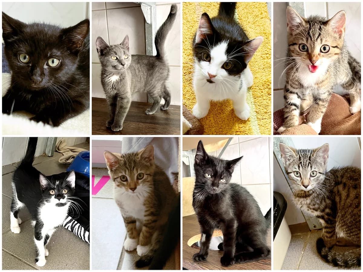 Abby, Amira, Izumi, Kayla, Leona, Lorna, Orphelia und Xeno, female puppy European Shorthair for adoption at Katzenschutz Göppingen-Donzdorf, Donzdorf