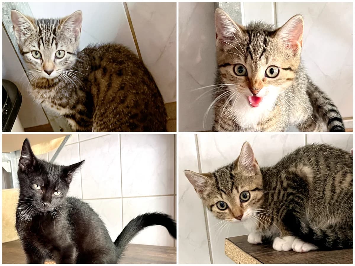 Amira, Leona, Lorna und Ophelia, female puppy European Shorthair for adoption at Katzenschutz Göppingen-Donzdorf, Donzdorf