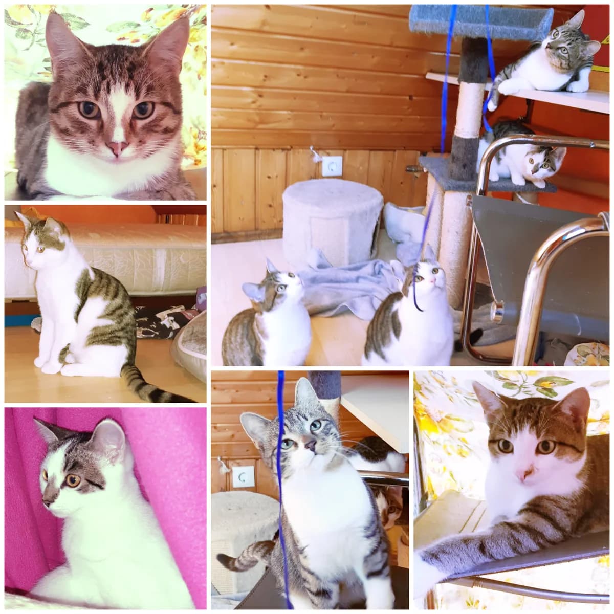 Agnetha, Anni-Frid, Abbas, Benny und Björn, female young European Shorthair for adoption at Katzenschutz Göppingen-Donzdorf, Donzdorf