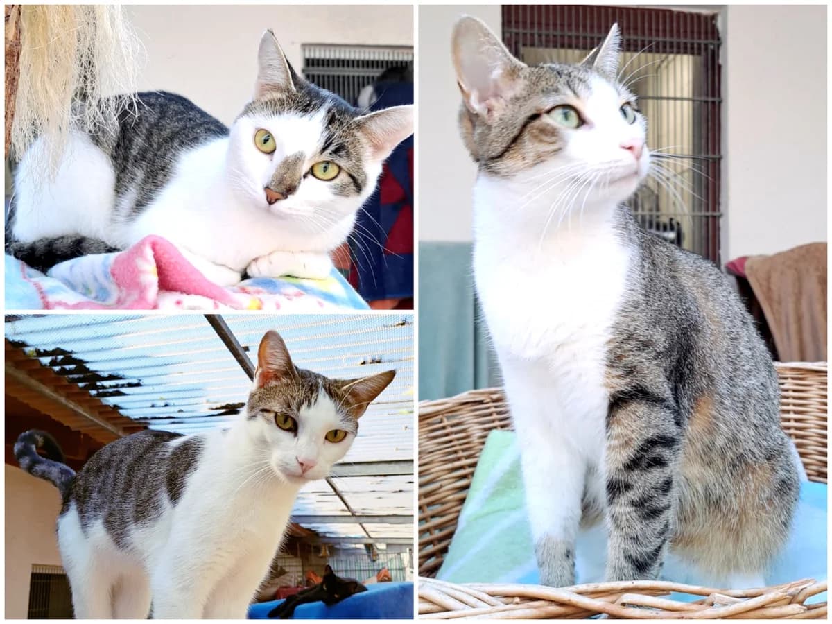 Agnetha, Anni-Frid und Björn, female young European Shorthair for adoption at Katzenschutz Göppingen-Donzdorf, Donzdorf