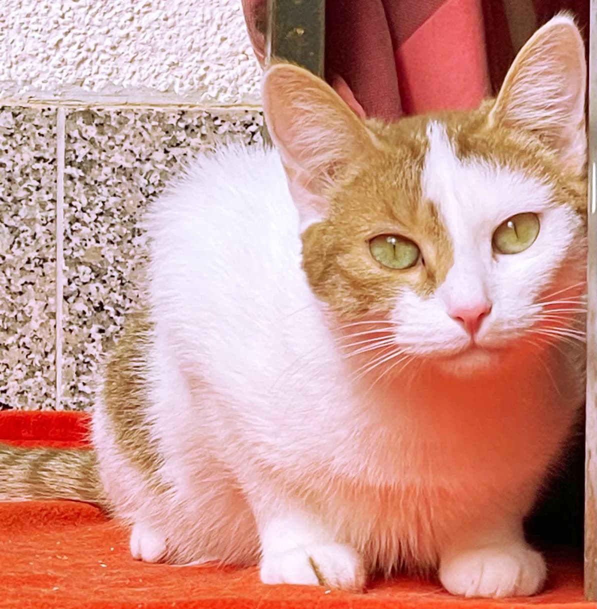 Brenda, female young European Shorthair for adoption at Katzenschutz Göppingen-Donzdorf, Donzdorf