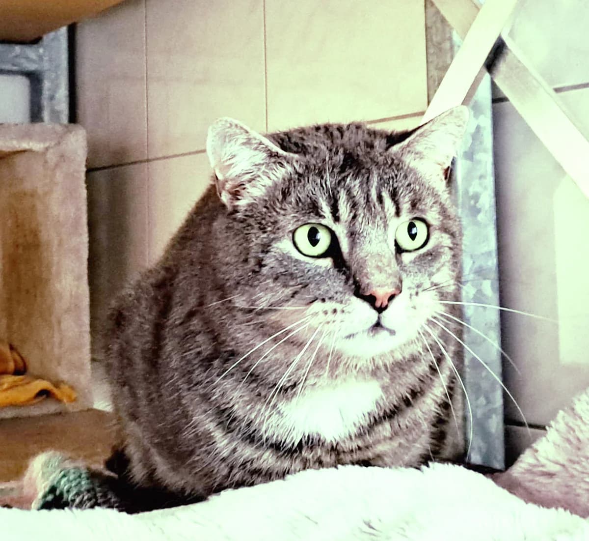 Bärli, male 4yo European Shorthair for adoption at Katzenschutz Göppingen-Donzdorf, Donzdorf