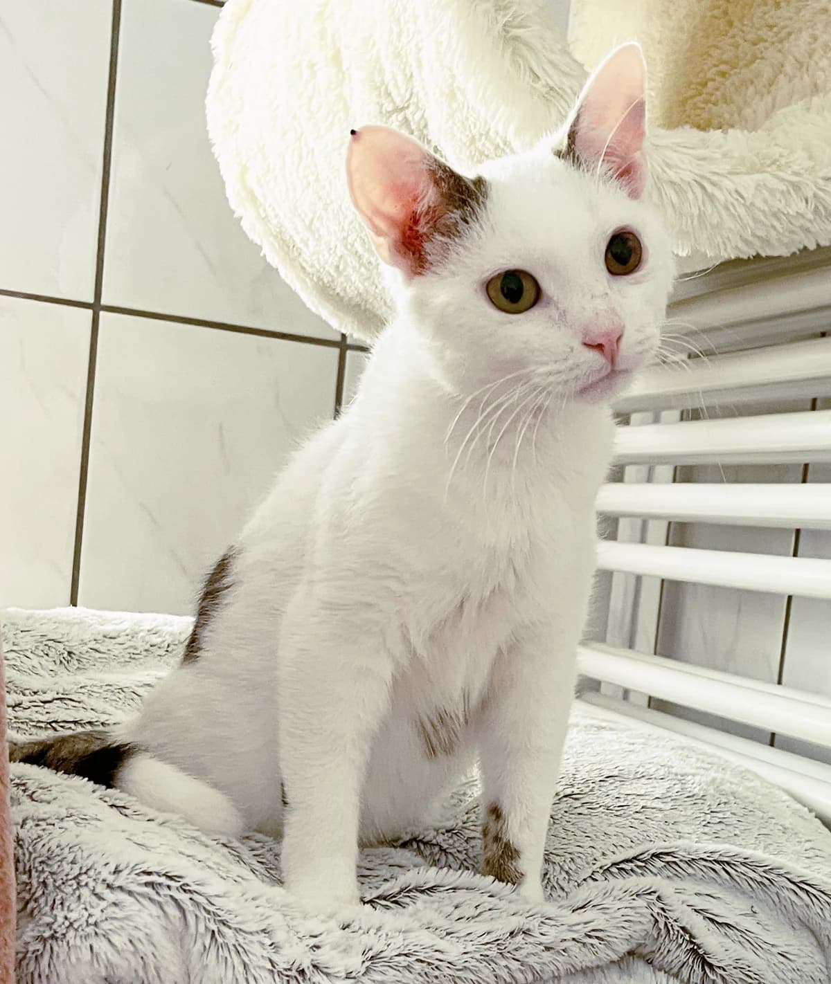 Bailey, male puppy European Shorthair for adoption at Katzenschutz Göppingen-Donzdorf, Donzdorf