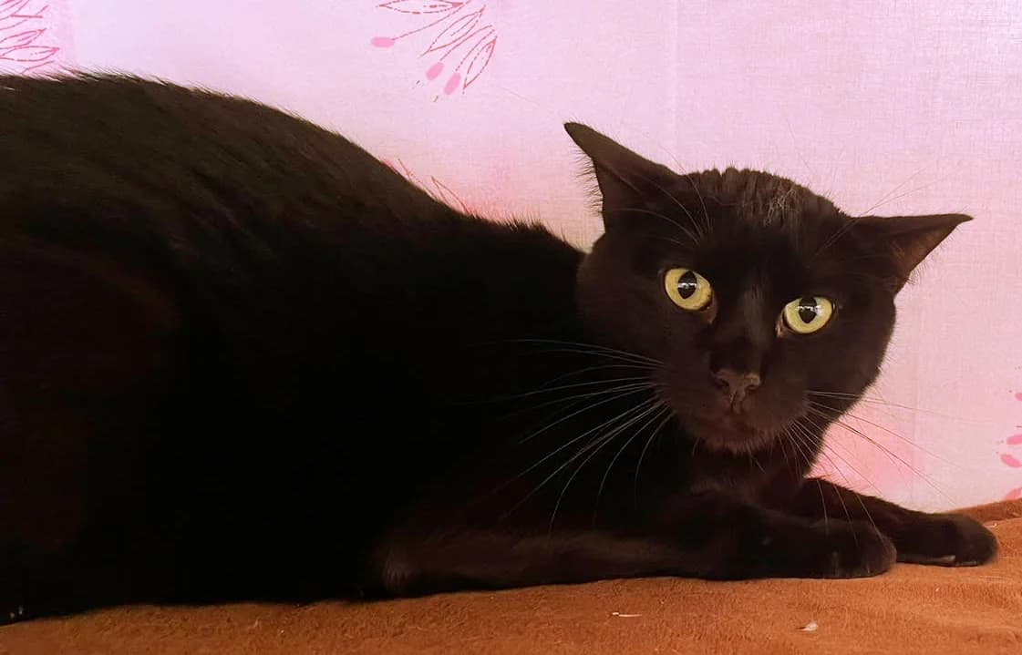 Bo, male European Shorthair for adoption at Katzenschutz Göppingen-Donzdorf, Donzdorf