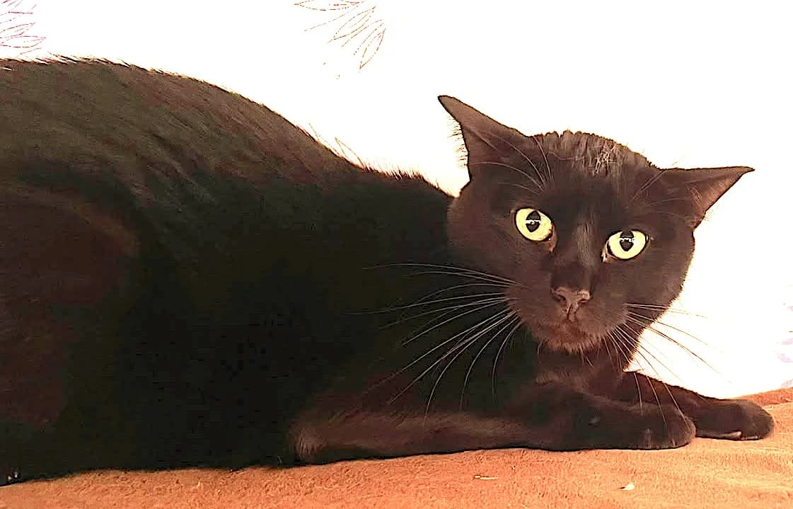 Bo, male European Shorthair for adoption at Katzenschutz Göppingen-Donzdorf, Donzdorf