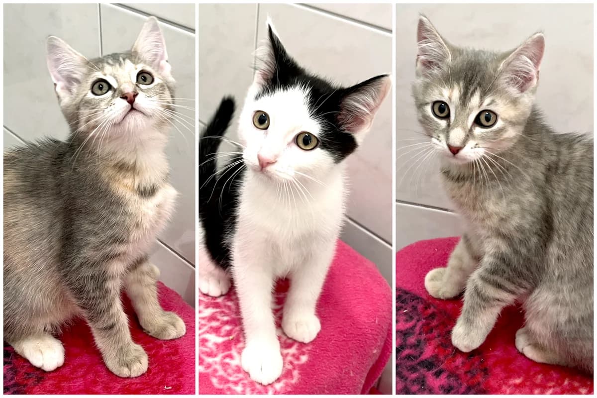 Brian, Celeste und Claudette, female puppy European Shorthair for adoption at Katzenschutz Göppingen-Donzdorf, Donzdorf
