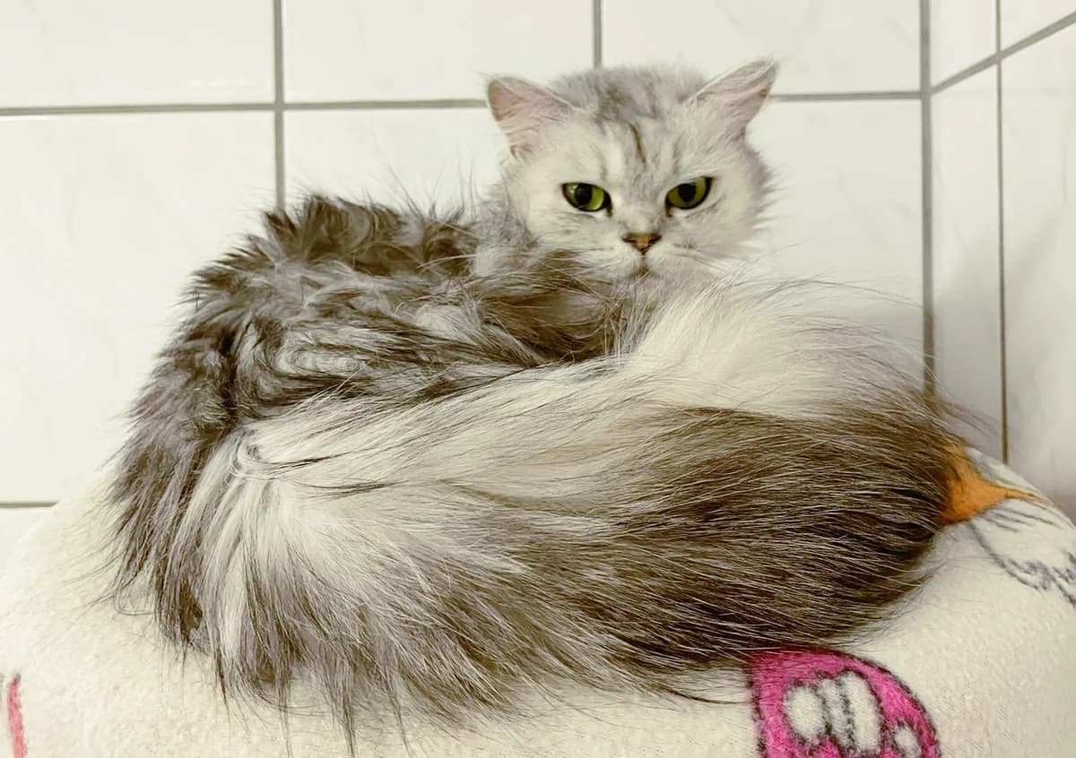 Brina ist reserviert, weiß female Persian for adoption at Katzenschutz Göppingen-Donzdorf, Donzdorf