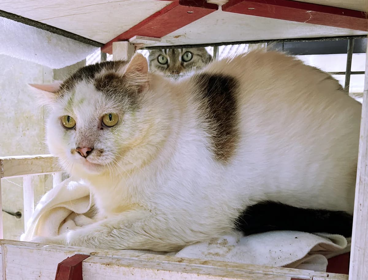 Bubi, male European Shorthair for adoption at Katzenschutz Göppingen-Donzdorf, Donzdorf