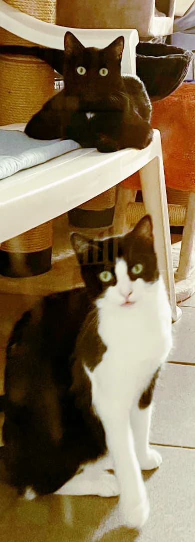 Cora und Candy, female young European Shorthair for adoption at Katzenschutz Göppingen-Donzdorf, Donzdorf