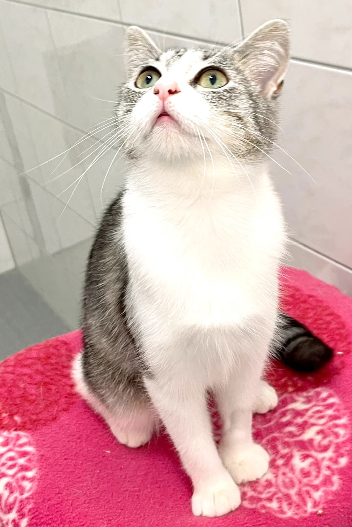Cosy, female puppy European Shorthair for adoption at Katzenschutz Göppingen-Donzdorf, Donzdorf