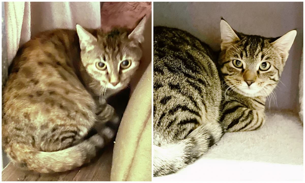 Ebba und Enno, female young European Shorthair for adoption at Katzenschutz Göppingen-Donzdorf, Donzdorf