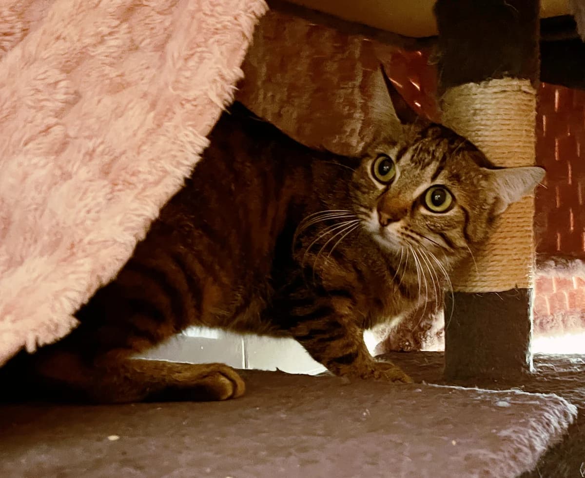 Elke, female European Shorthair for adoption at Katzenschutz Göppingen-Donzdorf, Donzdorf