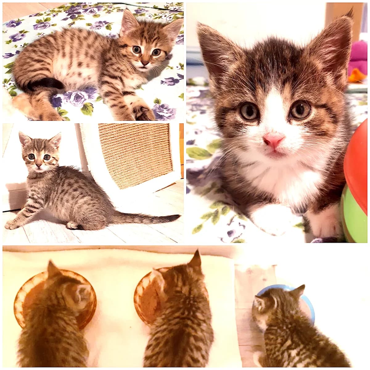 Ella, Elin und Sally, female puppy European Shorthair for adoption at Katzenschutz Göppingen-Donzdorf, Donzdorf