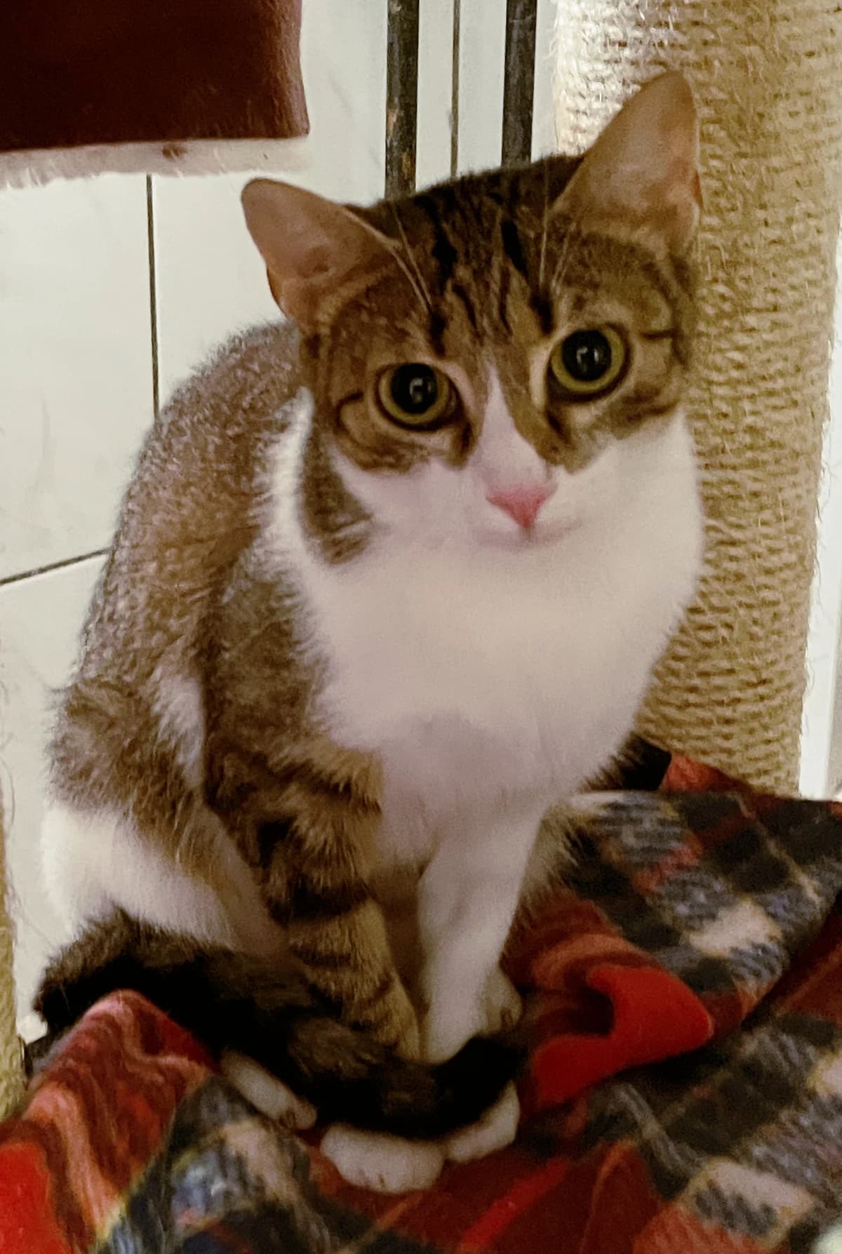 Esme, female puppy European Shorthair for adoption at Katzenschutz Göppingen-Donzdorf, Donzdorf